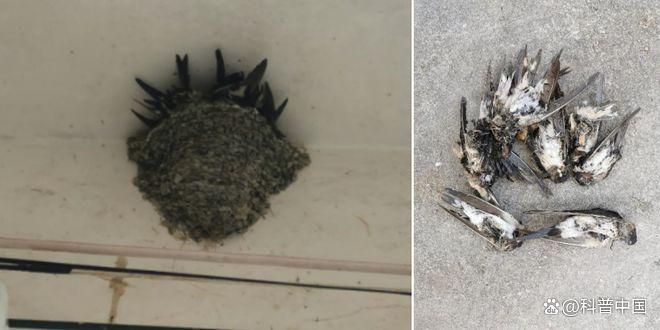 大量燕子滞留，不少冻死街头！