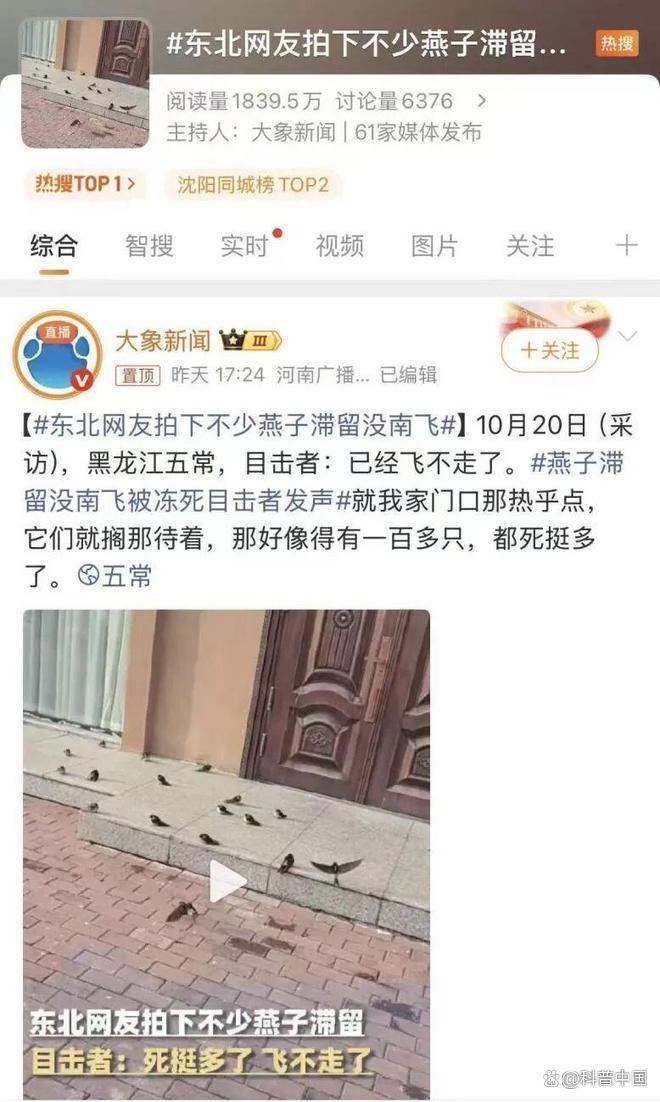 大量燕子滞留，不少冻死街头！