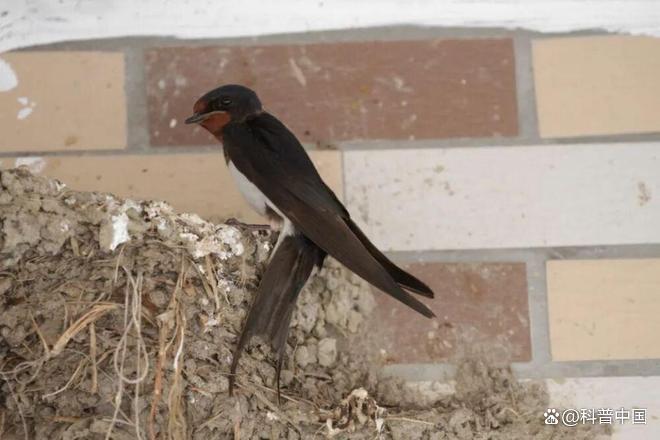 大量燕子滞留，不少冻死街头！
