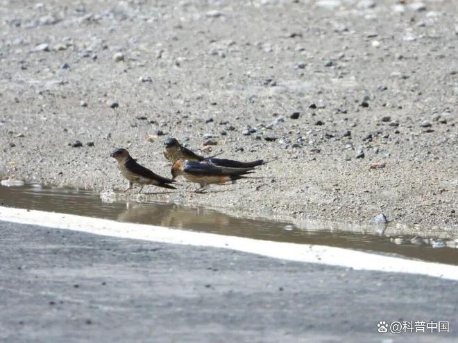 大量燕子滞留，不少冻死街头！