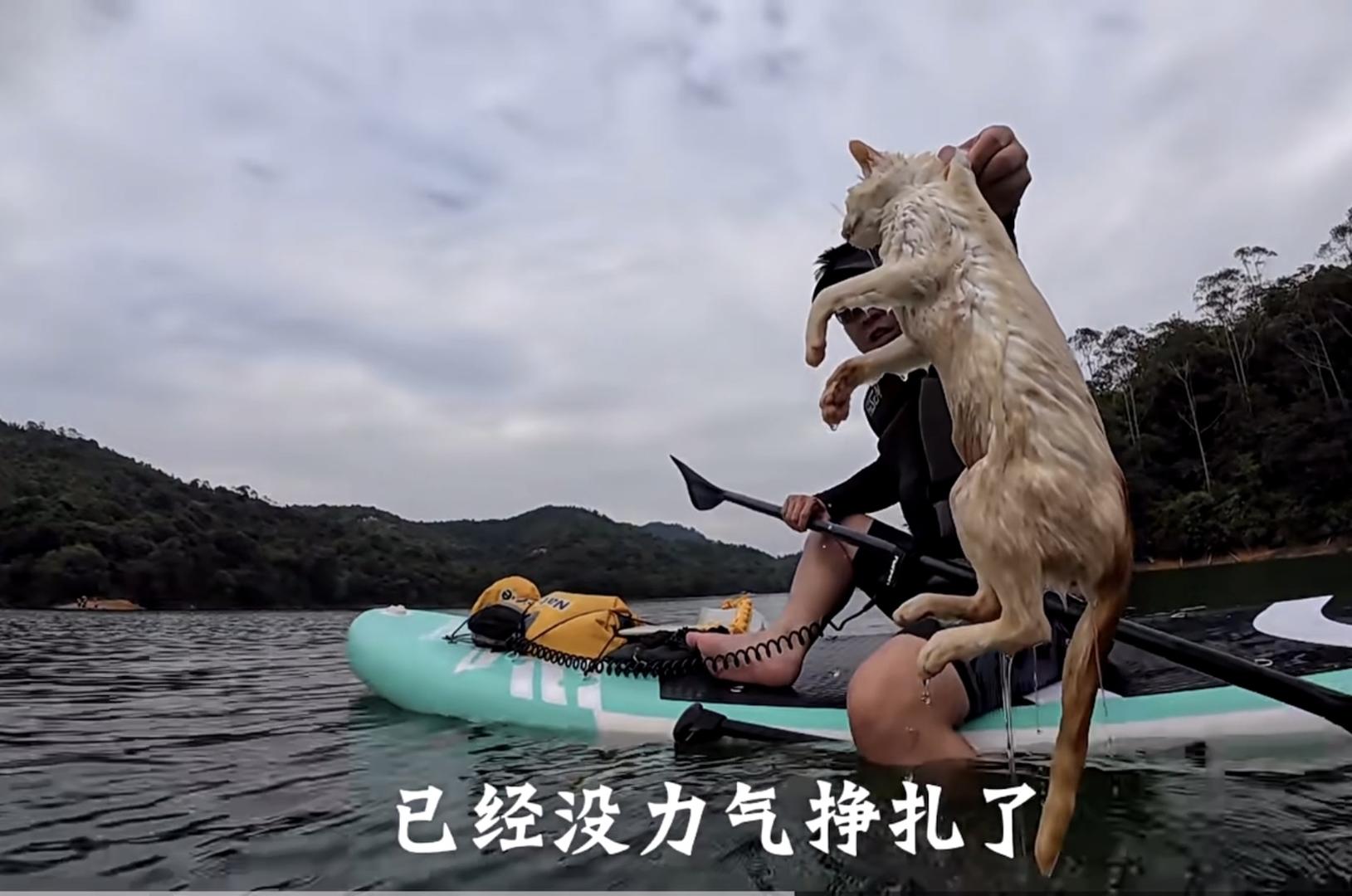 一水库边被放生大量猫