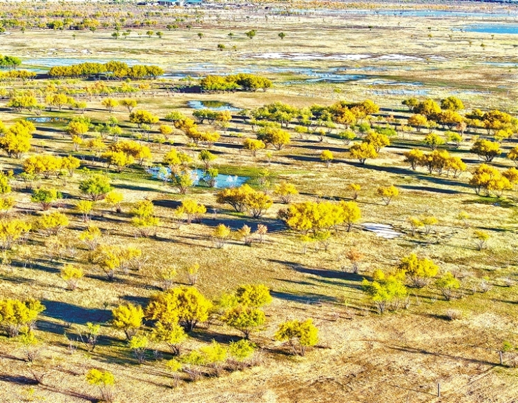 鄂尔多斯：大沟湾披上金色盛装