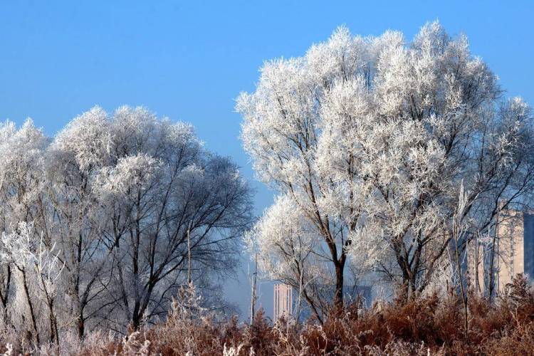 朝阳：雾临凌河岸 树树凇花叠