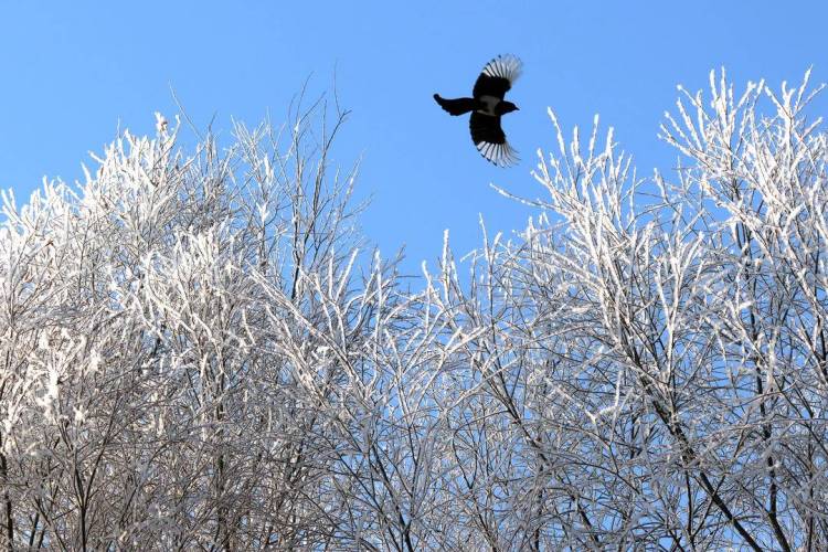 朝阳：雾临凌河岸 树树凇花叠