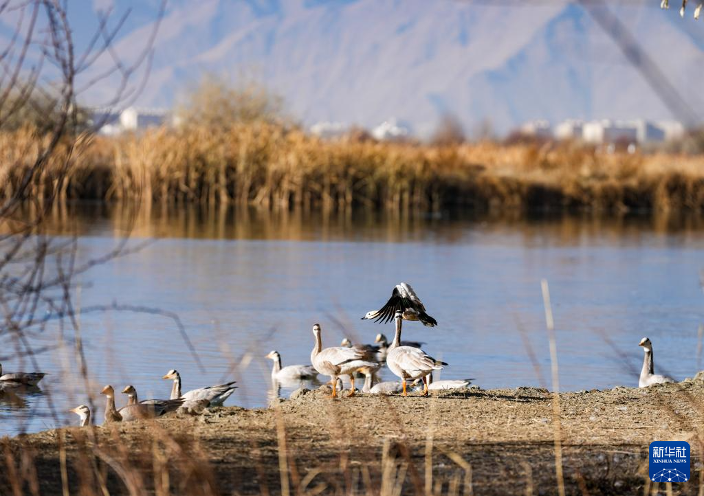 世界海拔最高的城市天然湿地