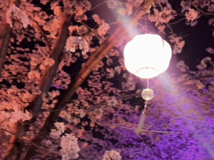 樱花20260401.gif